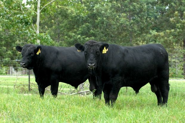 bulls